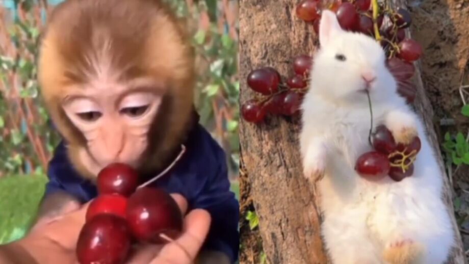 वायरल वीडियो: एक खरगोश और बंदर का चेरी खाते वीडियो हुआ वायरल