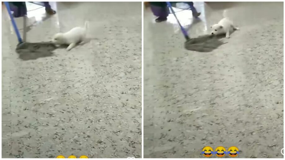 एक कुत्ते का मॉप के साथ खेलते हुए वीडियो हुआ वायरल जो आपके दिल को करेगा खुश