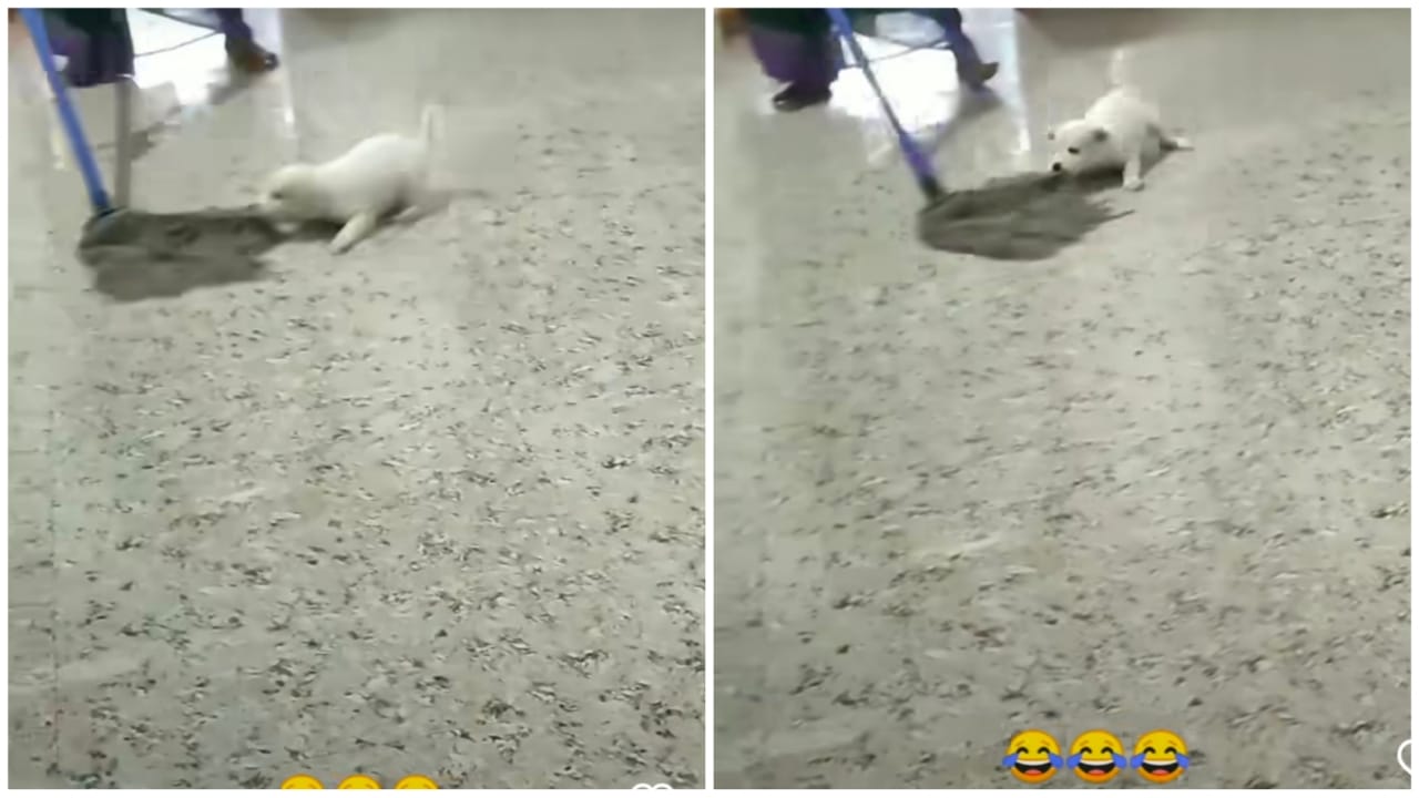 एक कुत्ते का मॉप के साथ खेलते हुए वीडियो हुआ वायरल जो आपके दिल को करेगा खुश
