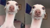 क्युट कुत्ते ने दिया कैमरे के सामने पोज, विडियो हुआ वायरल