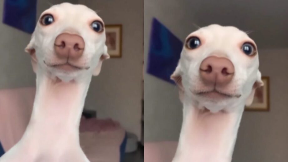क्युट कुत्ते ने दिया कैमरे के सामने पोज, विडियो हुआ वायरल