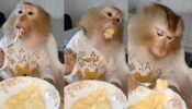 मजे से खाते हुए एक बंदर का मजेदार वीडियो हुआ वायरल