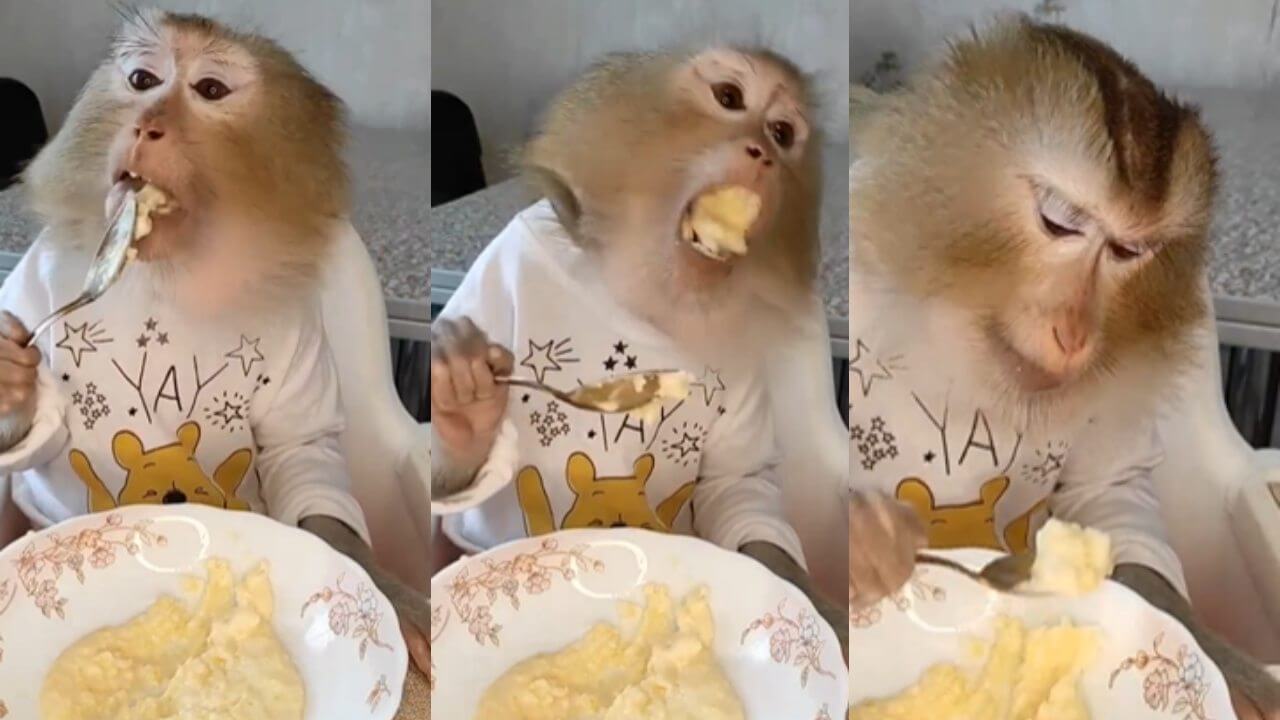 मजे से खाते हुए एक बंदर का मजेदार वीडियो हुआ वायरल