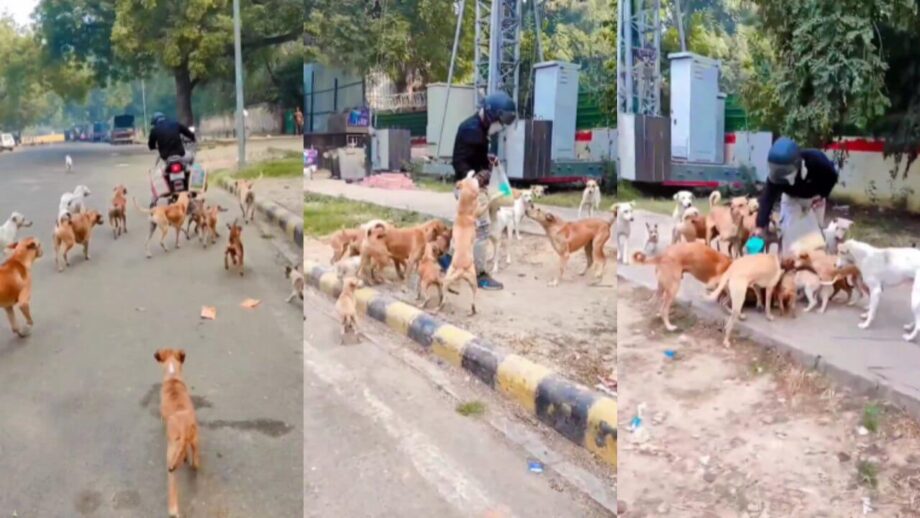 स्ट्रीट डॉग को खाना खिलाते हुए एक शख्स का वीडियो हुआ वायरल