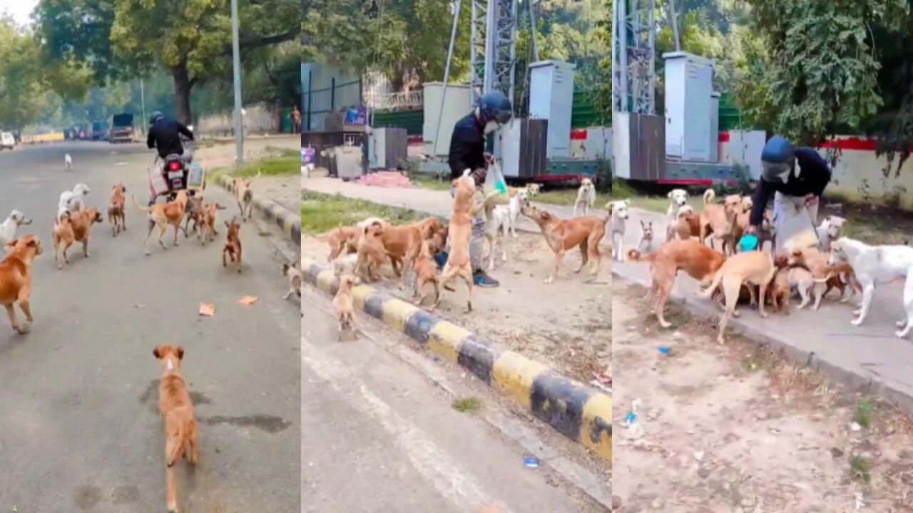 स्ट्रीट डॉग को खाना खिलाते हुए एक शख्स का वीडियो हुआ वायरल