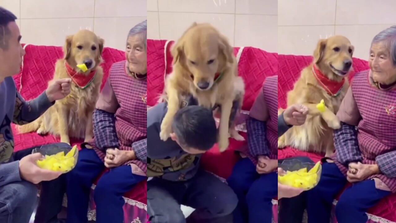 A cute video of a dog for an owner went viral, a glimpse of true love seen in the video 8672