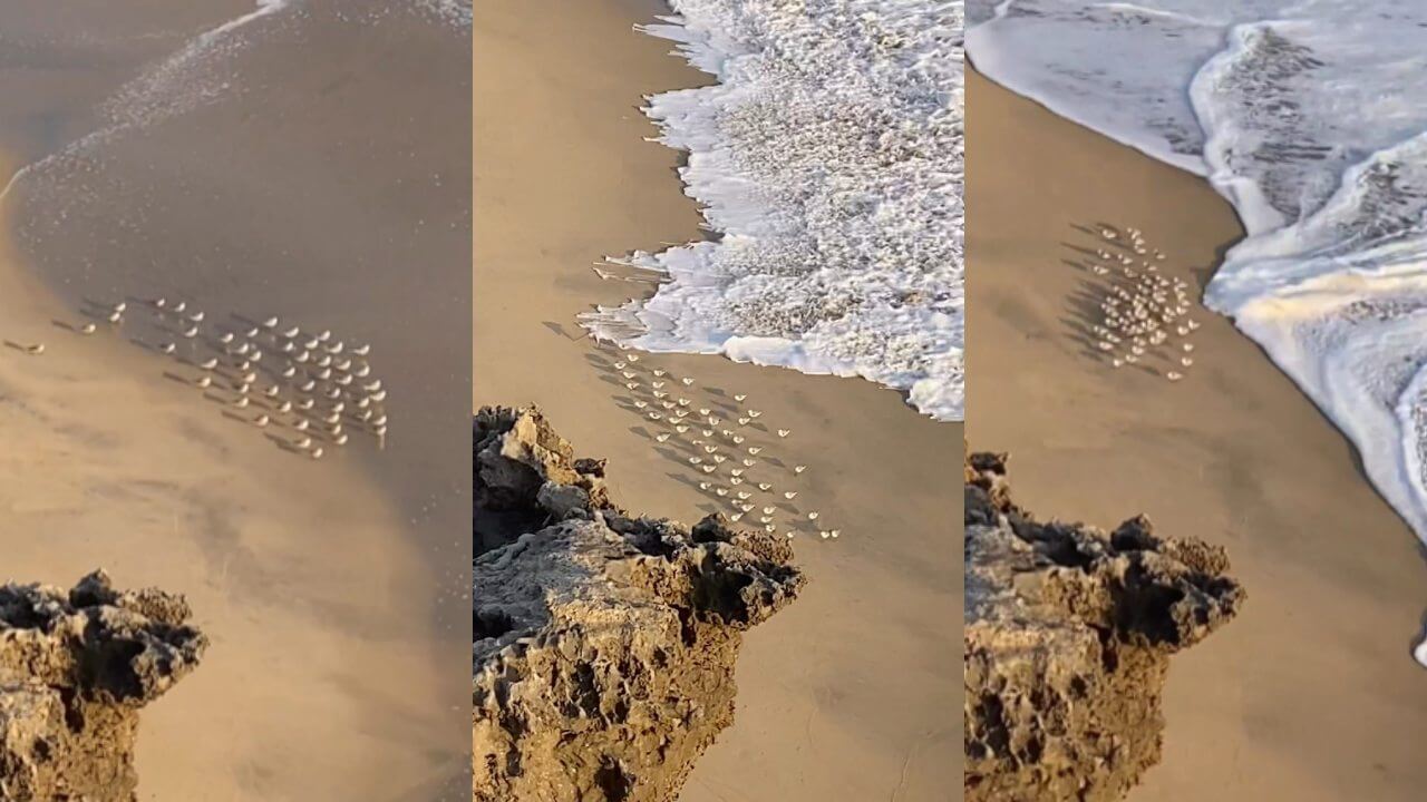 A funny video of a flock of birds went viral 6031