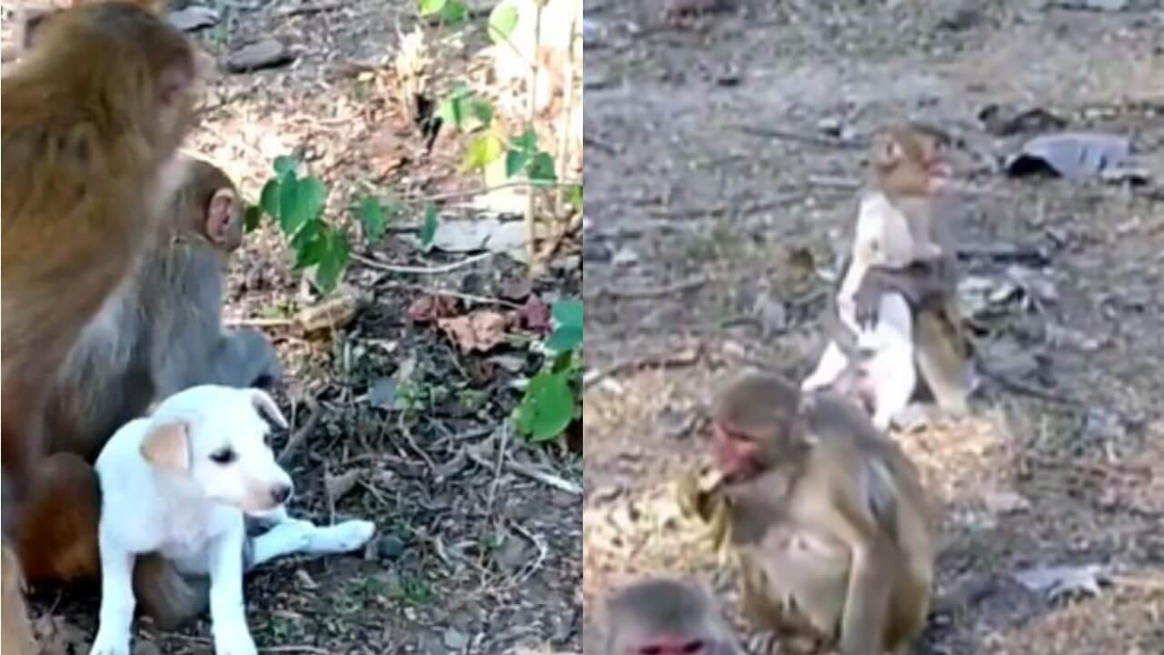 A group of monkeys abducted a puppy, people got emotional after watching the video 5326