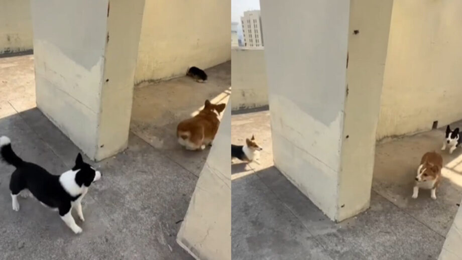 छोटे कुत्ते का लुका छुपी खेल खेलते हुए क्यूट वीडियो हुई वायरल