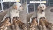 कुत्ते ने ली बाघ की मां की जगह, भावुकता से भरा विडियो हुआ वायरल
