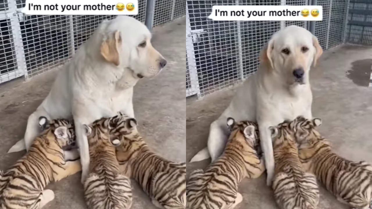 Dog replaces tiger's mother, emotional video goes viral 8103