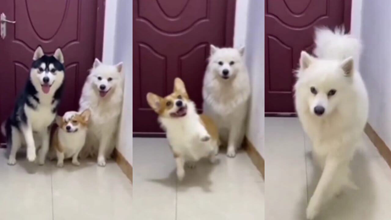 कुत्तों के फैशन वॉक वीडियो ने सभी को किया आकर्षित, देखें वायरल वीडियो