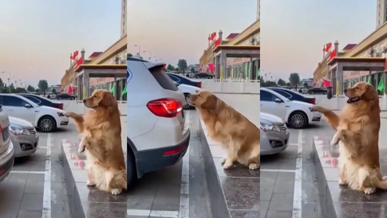 The dog instructed to park the car properly, watch the adorable viral video 6318