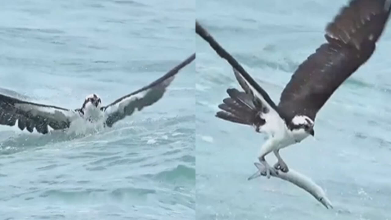 गिद्ध ने पानी में किया ऐसा शिकार देखने वाले हो गए हैरान, देखें वायरल वीडियो