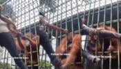 चिंपैंजी से मस्ती करना इस शख्स को पड़ा भारी, देखें भयानक वायरल वीडियो