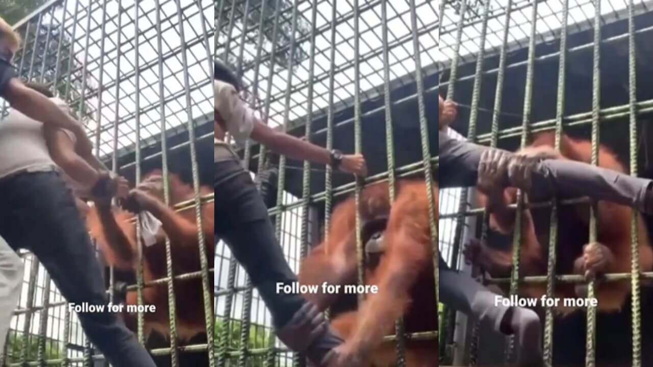 This person had to have fun with chimpanzee, watch the horrifying viral video 5978