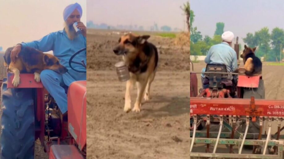 एक कुत्ता और उसके मालिक के बीच के प्यार का वीडियो हुआ वायरल