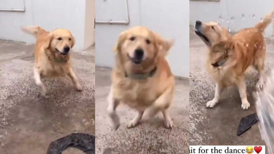 वायरल वीडियो: एक कुत्ते ने किया नाटु नाटु गाने पर डांस, पानी से बचने की कर रहा कोशिश