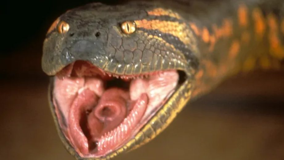 एनाकोंडा दिवस 19 बॉक्स ऑफिस कलेक्शन: सर्वाइवल थ्रिलर ने तीसरे सप्ताह में अपनी पकड़ बनाए रखी