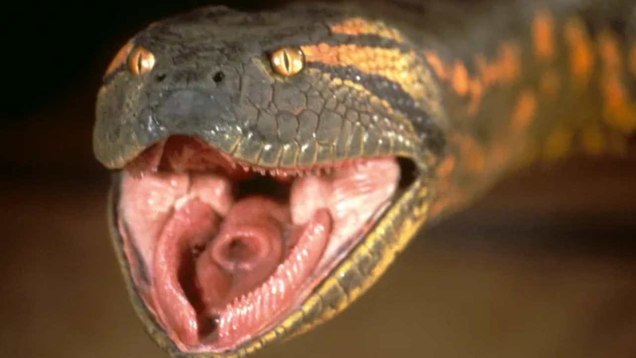 एनाकोंडा दिवस 19 बॉक्स ऑफिस कलेक्शन: सर्वाइवल थ्रिलर ने तीसरे सप्ताह में अपनी पकड़ बनाए रखी